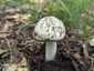 Fehér galóca (Amanita verna), Dél-Pest